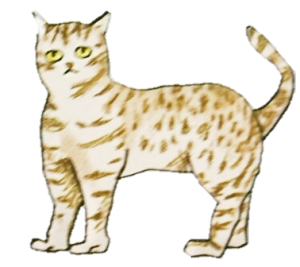 可愛い代表的な日本と世界の人気猫品種大集合 可愛い猫ワールド 癒しの世界 ペルシャとスコティッシュフォールド